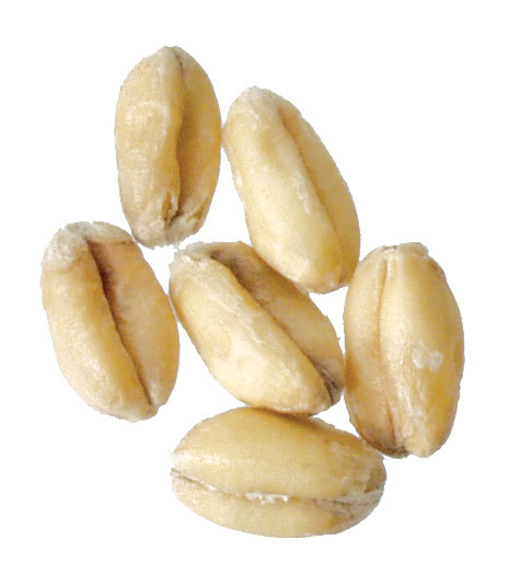 Red Wheat 10 lb Milled