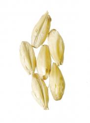 Briess Brewers 2-Row 10 lb